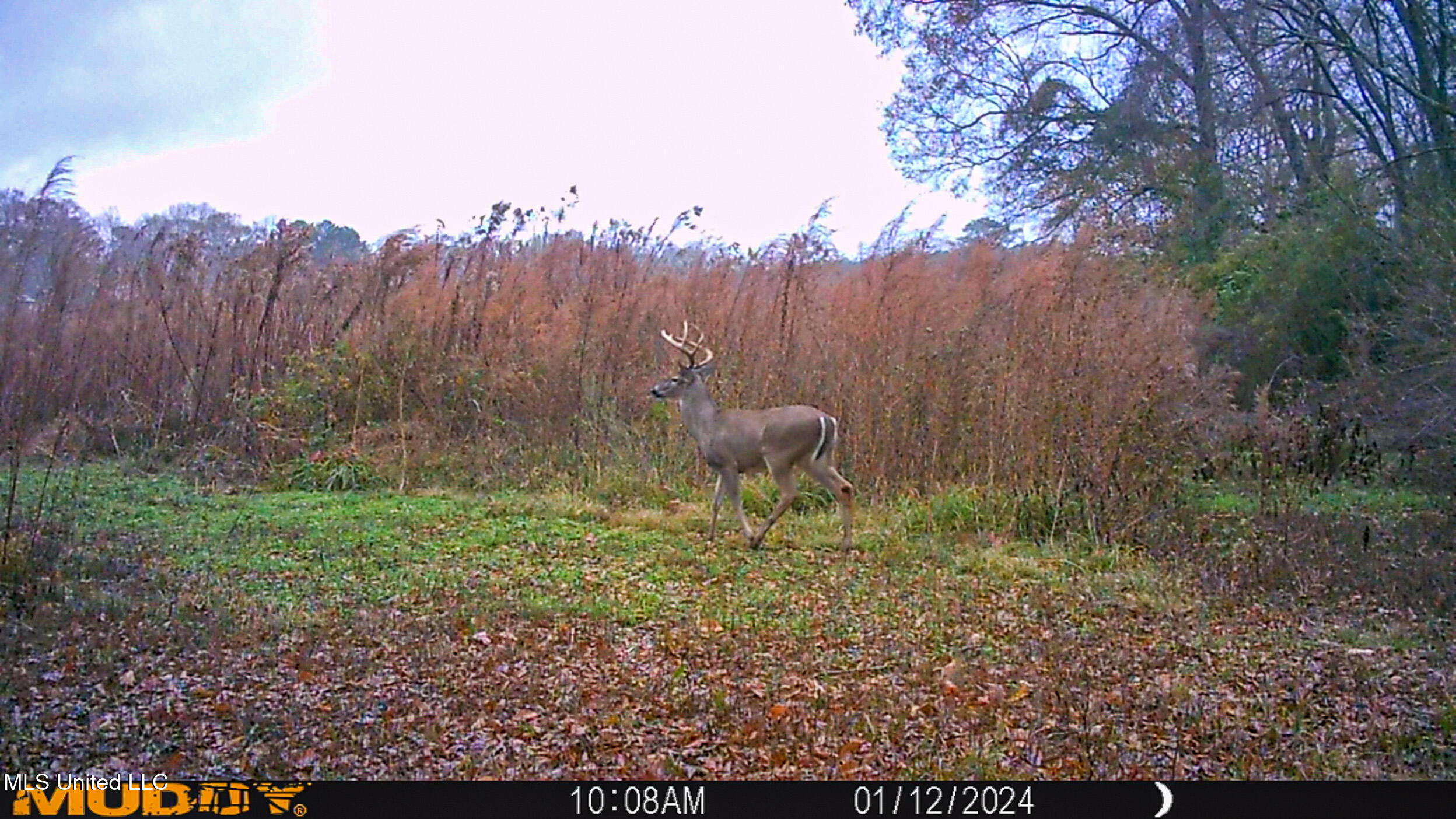 85 Alexander Road Jayess, MS 39641 - Photo 38 of 175 MUD_0235