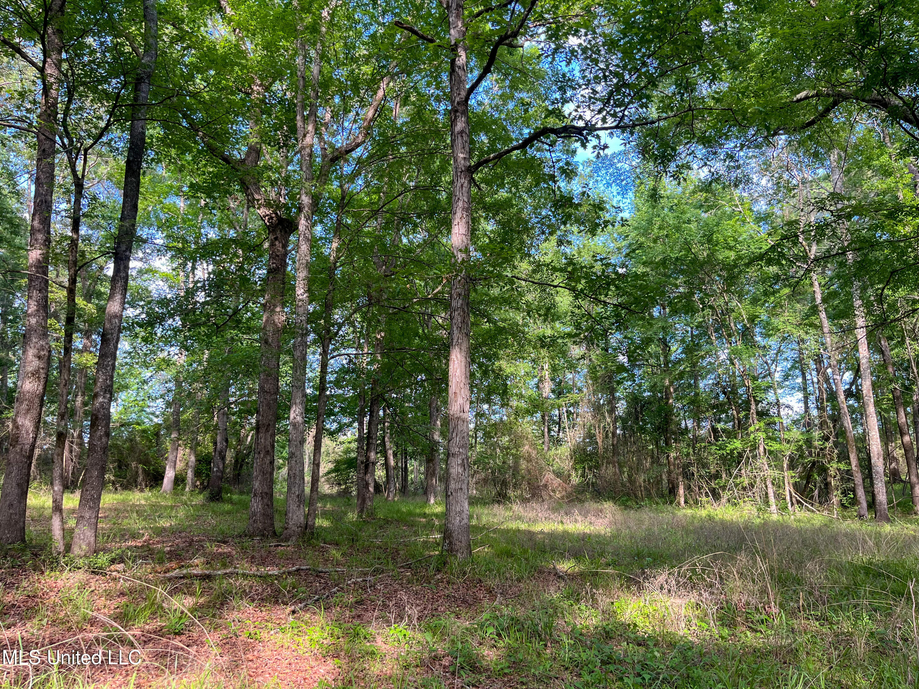 85 Alexander Road Jayess, MS 39641 - Photo 59 of 175 IMG_9920