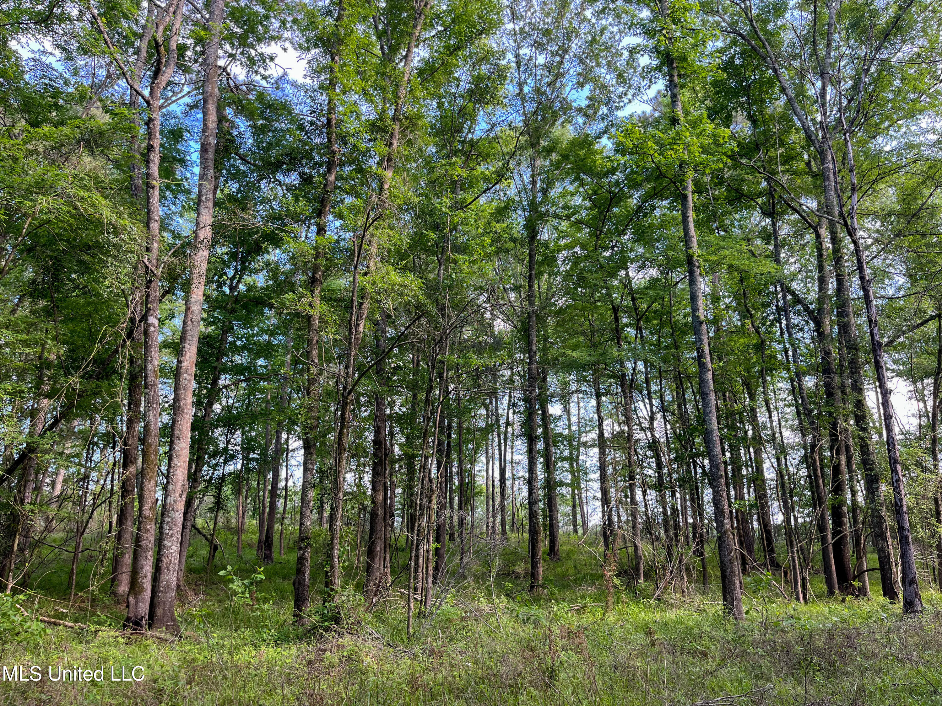 85 Alexander Road Jayess, MS 39641 - Photo 61 of 175 IMG_9922