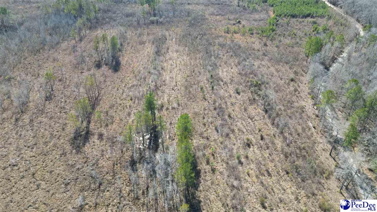 Tbd Peacock Road Marion, SC 29571 - Photo 39 of 55 Gallery Image 39