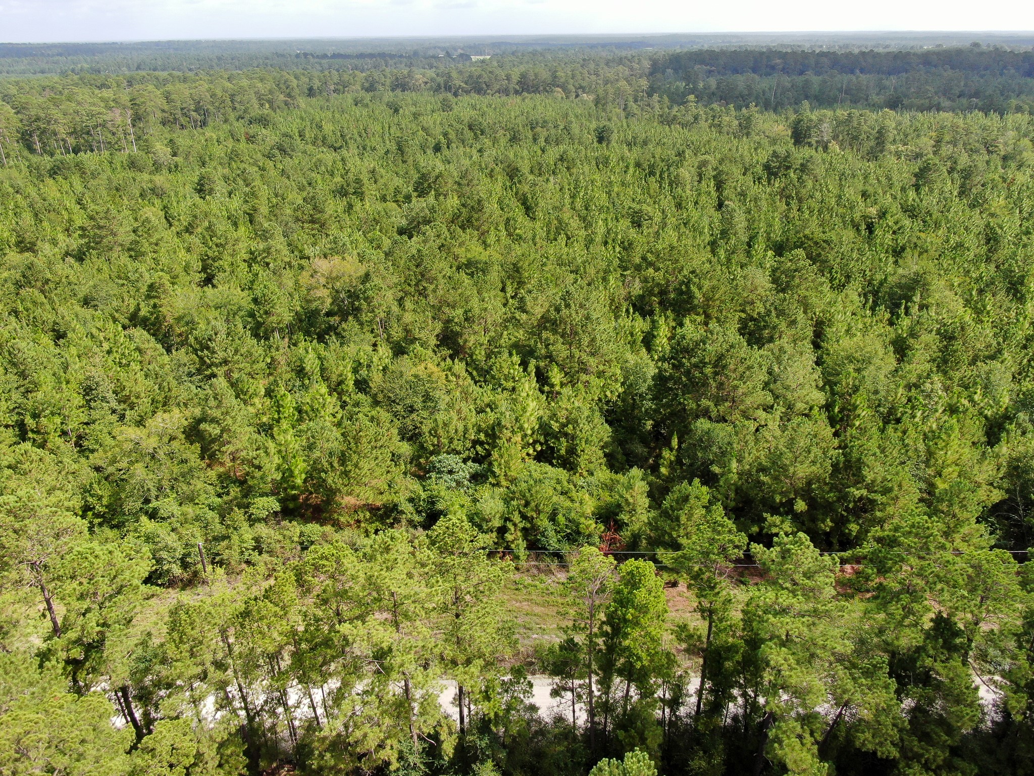 0 Scales Ranch Road Huntsville, TX 77320 - Photo 15 of 22