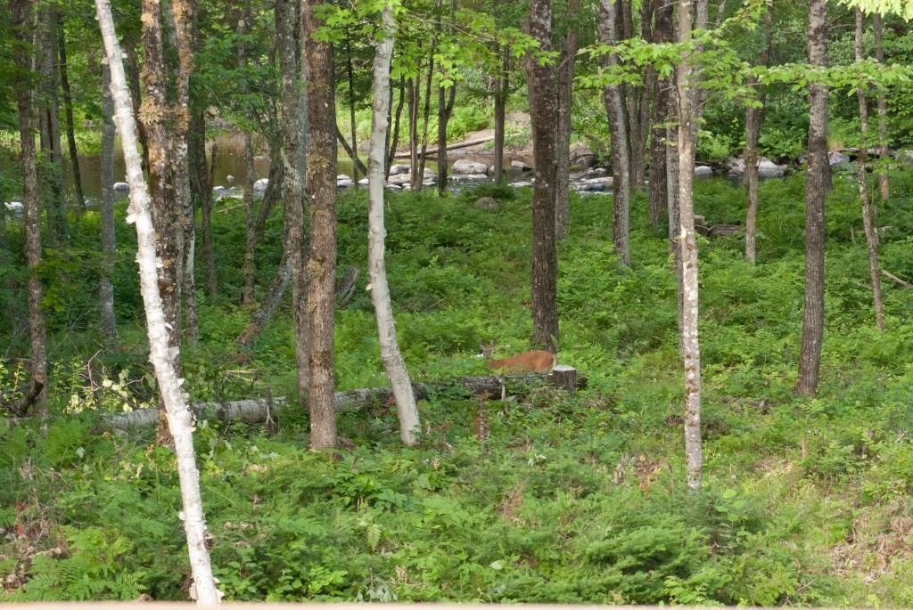 207 Hanscom Road Benton, ME 04901 - Photo 8 of 35 View from the deck of the woods and...