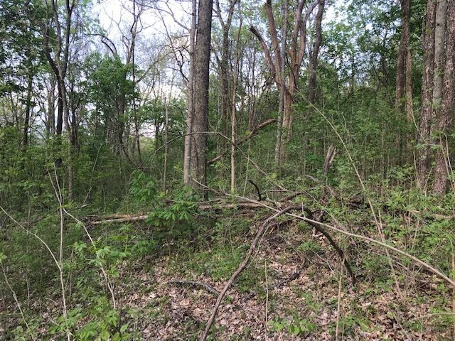 0 Drift Run Road Mount Olivet, KY 41064 - Photo 23 of 30 Gallery Image 23
