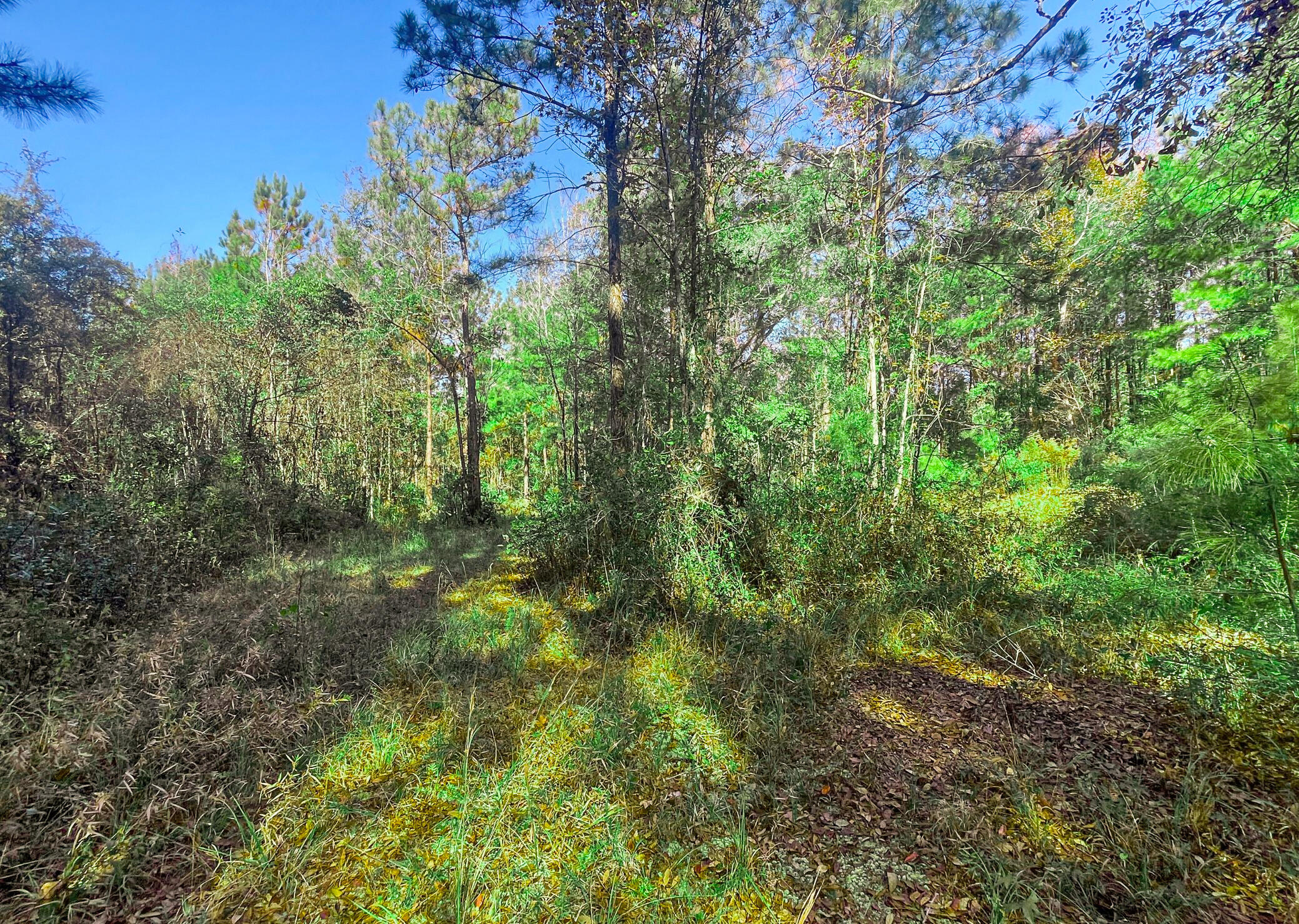 1060 Yaremich Road Moncks Corner, SC 29461 - Photo 24 of 24 Wooded Area