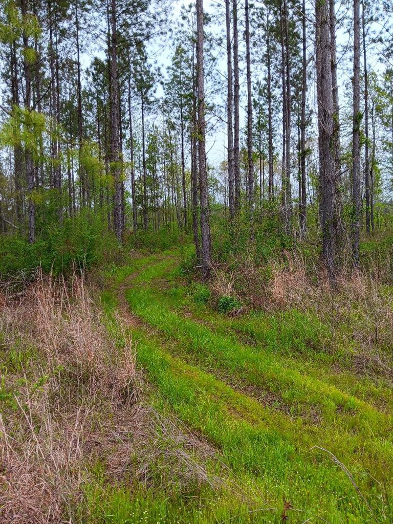 0 Hamburg Road Fayette, MS 39069 - Photo 2 of 8 Photo 2