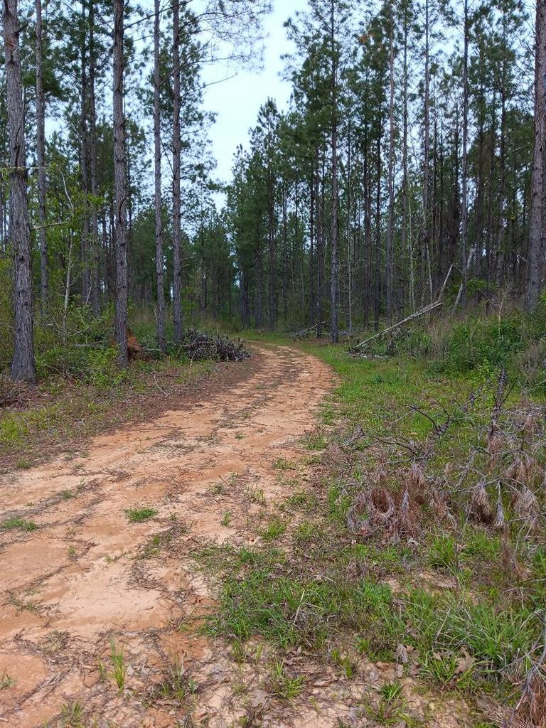0 Hamburg Road Fayette, MS 39069 - Photo 4 of 8 Photo 4