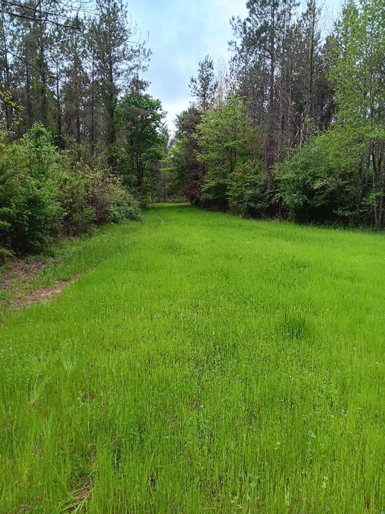 0 Hamburg Road Fayette, MS 39069 - Photo 6 of 8 Photo 6