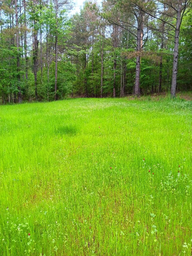 0 Hamburg Road Fayette, MS 39069 - Photo 7 of 8 Photo 7