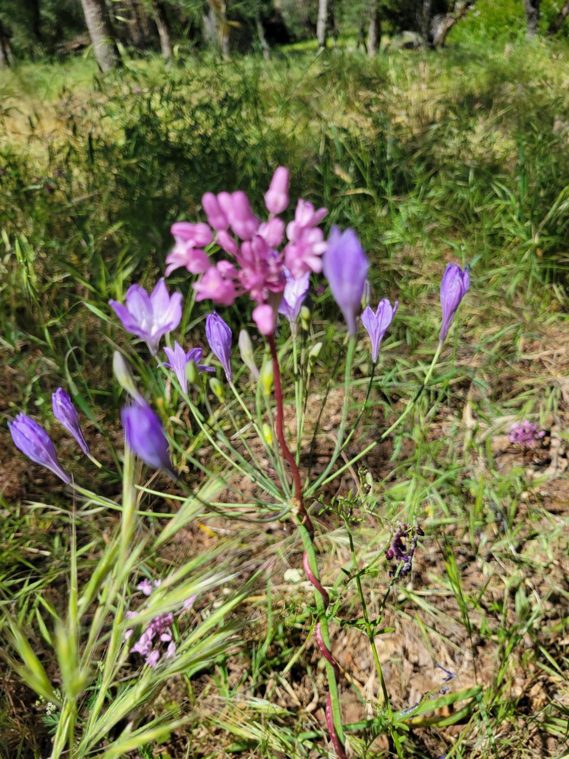 19838 Perimeter Road Grass Valley, CA 95949 - Photo 28 of 30 a view of a flower