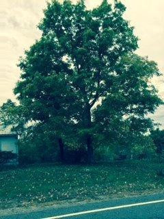 14315 Stamping Ground Road Stamping Ground, KY 40379 - Photo 8 of 15 Photo 8