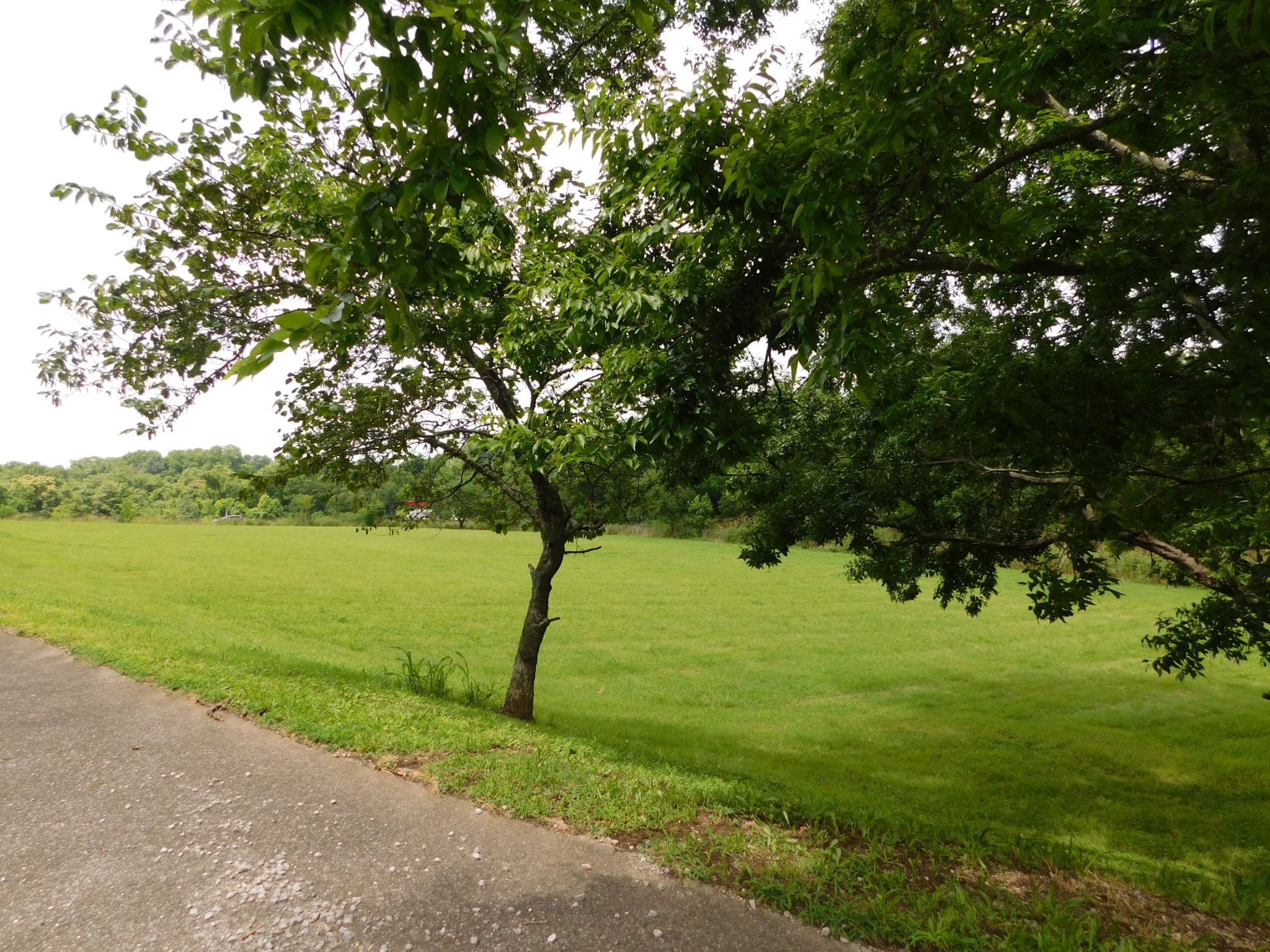 1694 Blue Moon Road Columbia, TN 38401 - Photo 4 of 4 a view of a lake with a yard