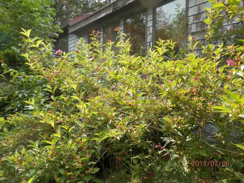 226 Kendall Corner Road Waldo, ME 04915 - Photo 34 of 34 Abundance of Flowers