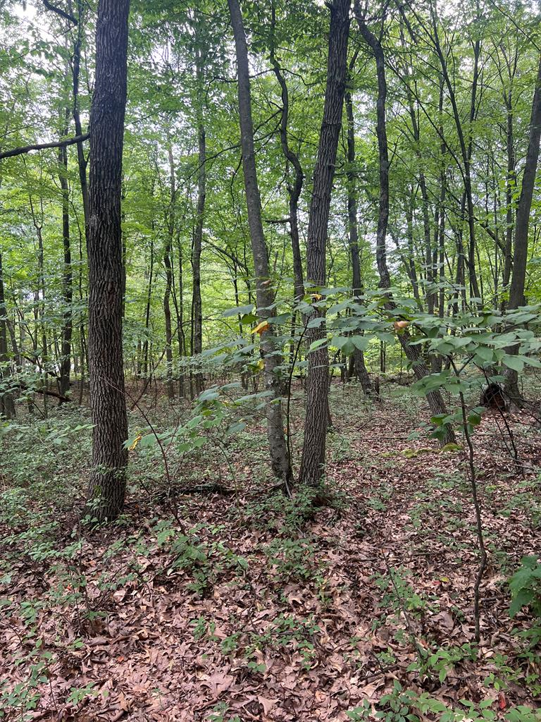 0 Sand Rock Road Huntingdon, PA 16652 - Photo 1 of 19 Main View