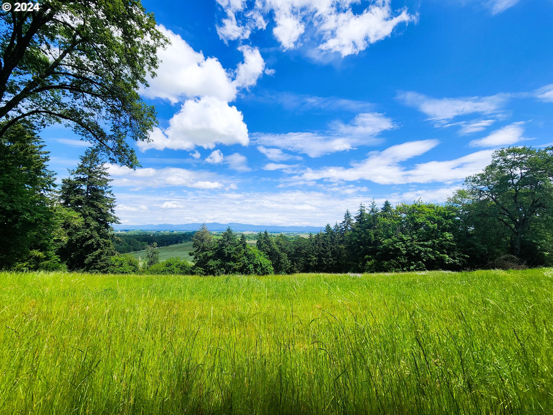 a view of yard with green space