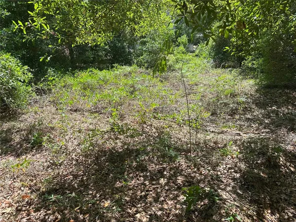 a view of a lush green forest