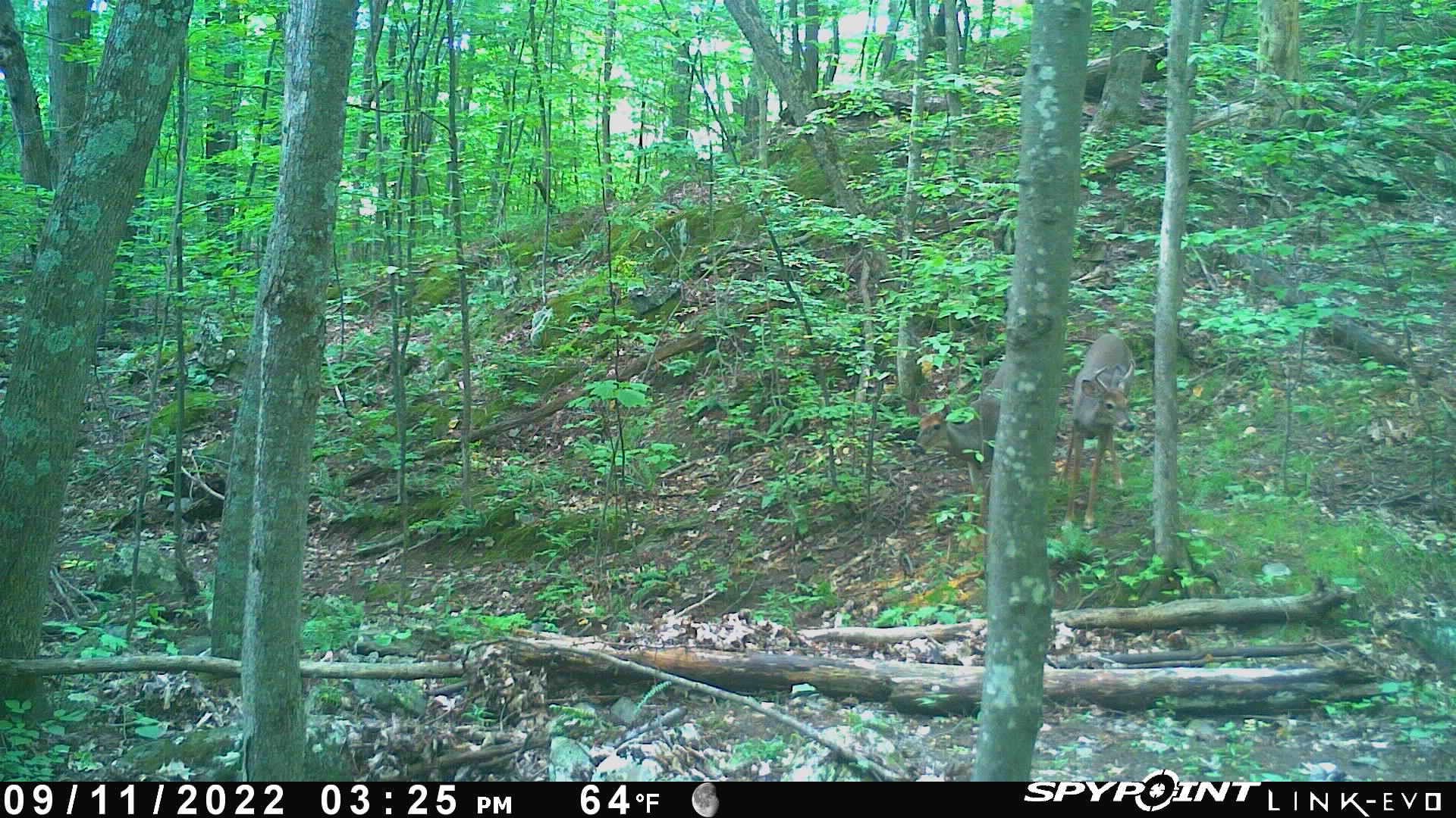 0 Slab Fence Road Rutland, VT 05701 - Photo 25 of 27 Gallery Image 25