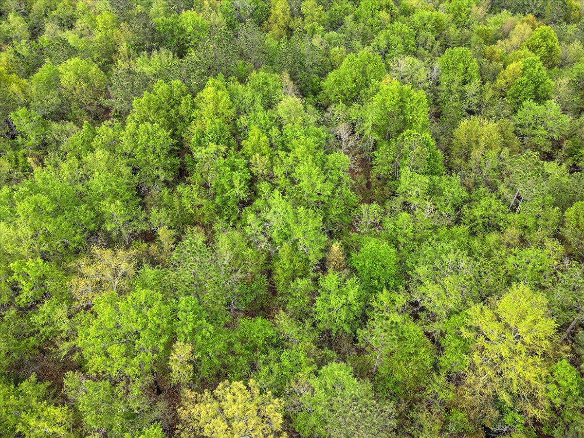 0 Millers Pond Road, Unit LOT 2 Salley, SC 29137 - Photo 13 of 13