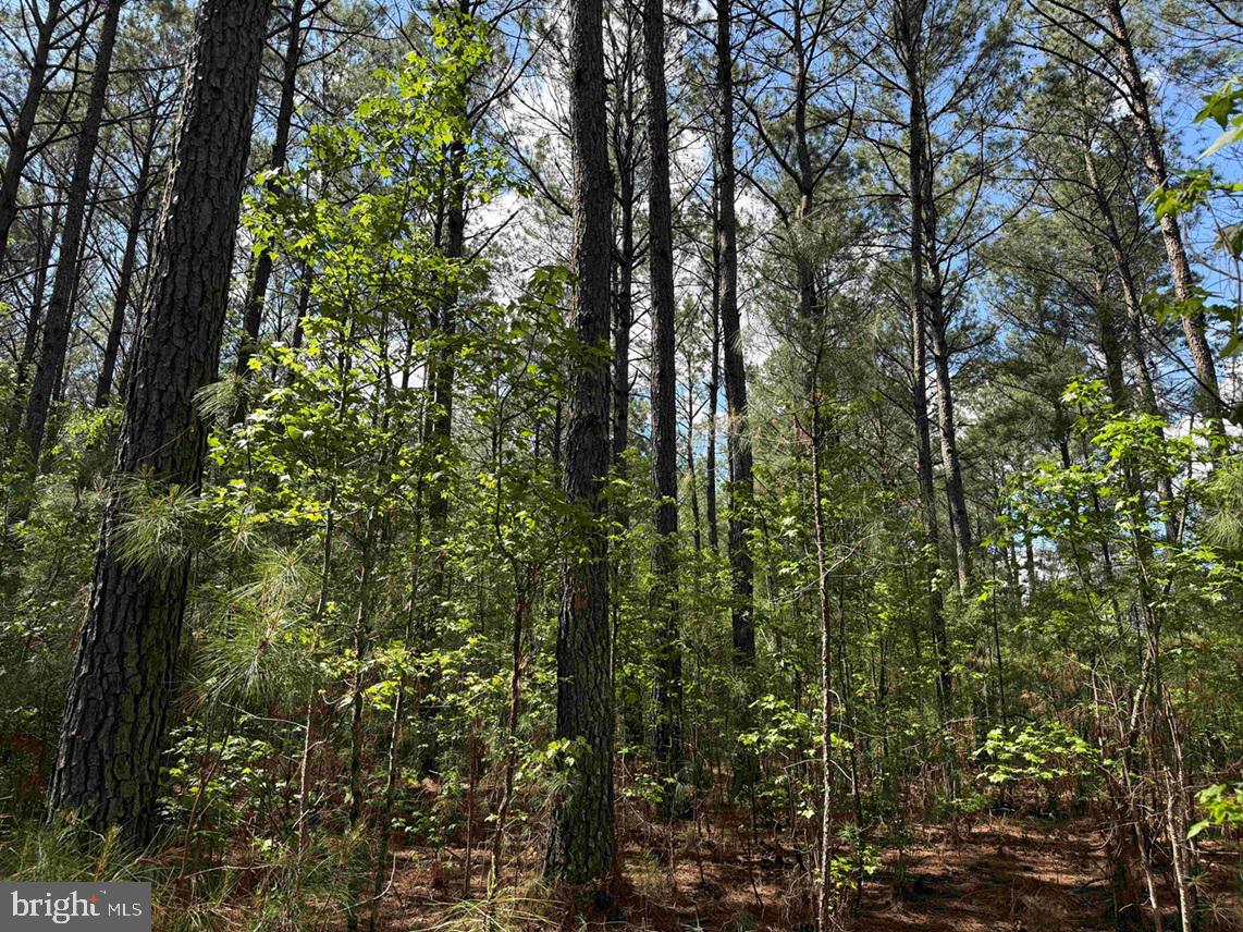Mill Road Emporia, VA 23847 - Photo 13 of 14