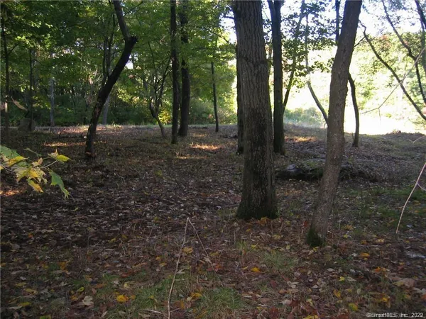 a view of a forest that has large trees