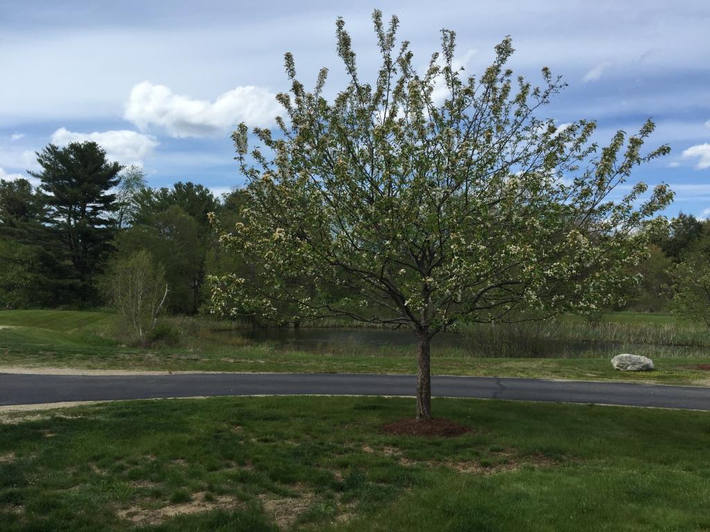 469 North River Road, Unit 4 Milford, NH 03055 - Photo 4 of 25