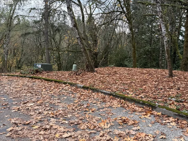 a view of a yard with trees