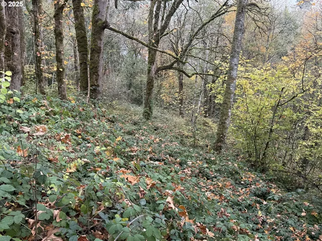 a view of a yard with a tree