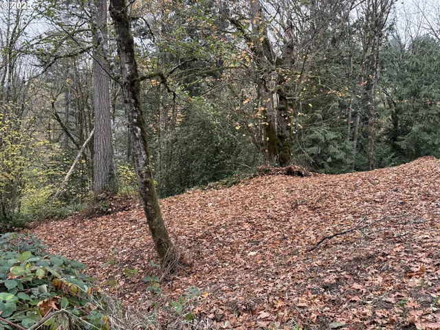 a view of a yard with a tree