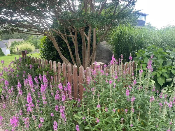 a view of a flower garden in front of flowers