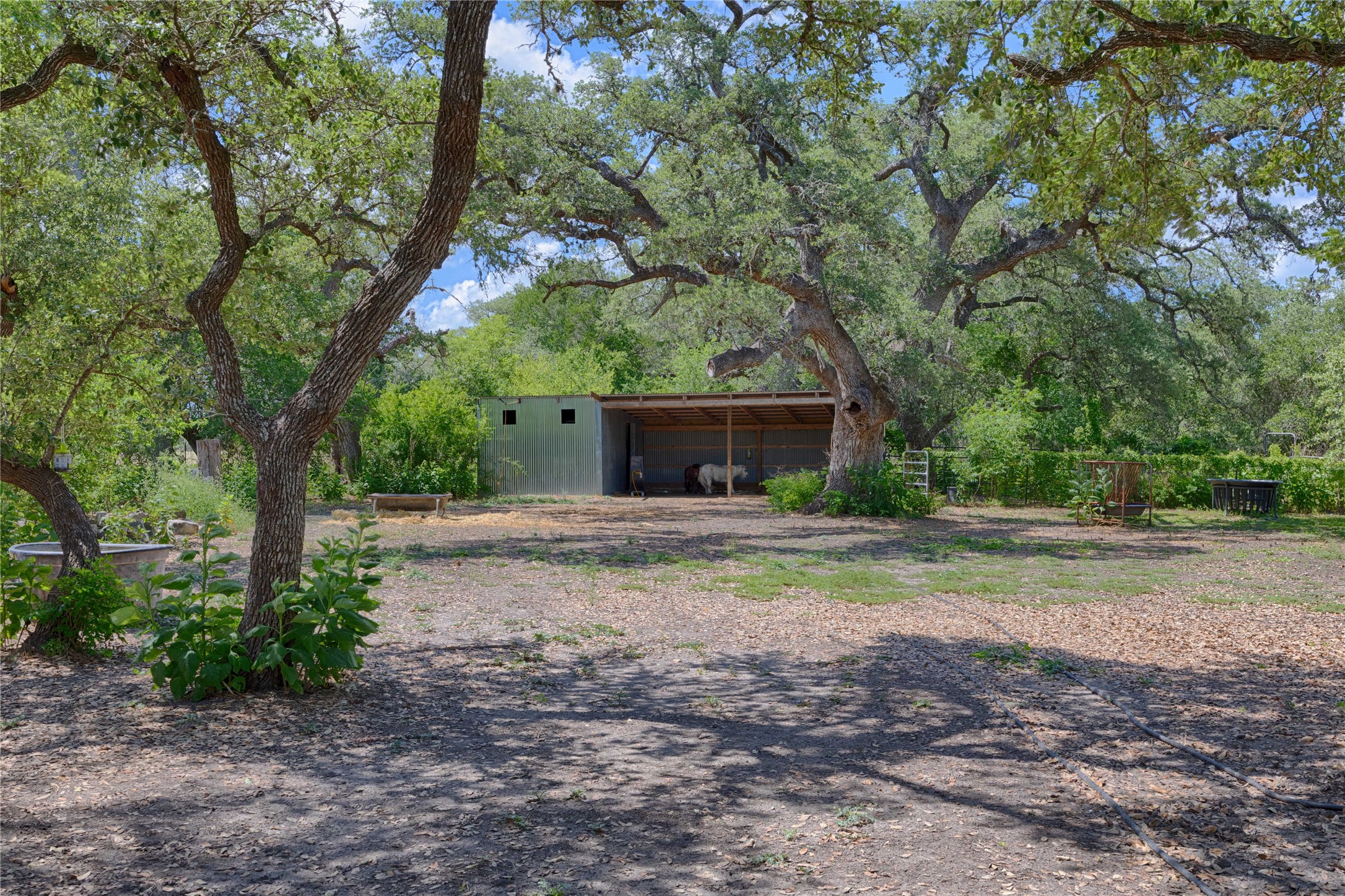 900 Schulze Road Muldoon, TX 78949 - Photo 40 of 47 a view of a house with yard and a large tree