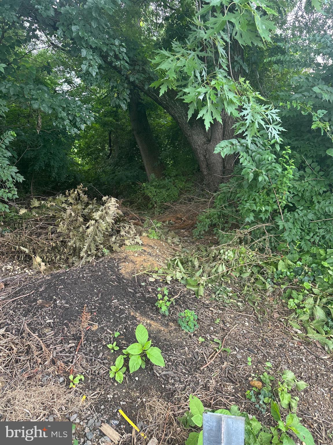8817 Danbury Street Philadelphia, PA 19152 - Photo 6 of 10 a plant view with yard