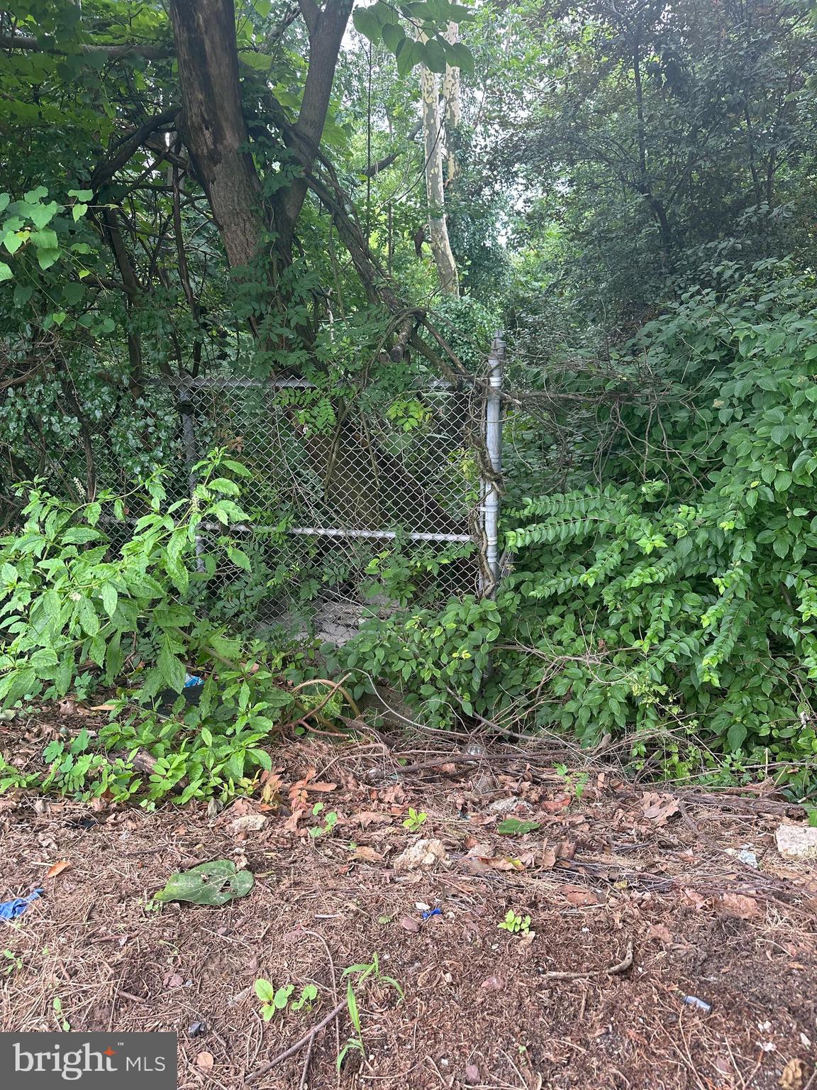 8817 Danbury Street Philadelphia, PA 19152 - Photo 8 of 10 a view of a yard with a tree