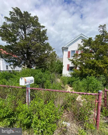 a view of a yard with plants and large trees