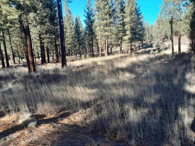 a view of a forest with trees