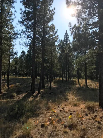 a view of a forest with trees in the background