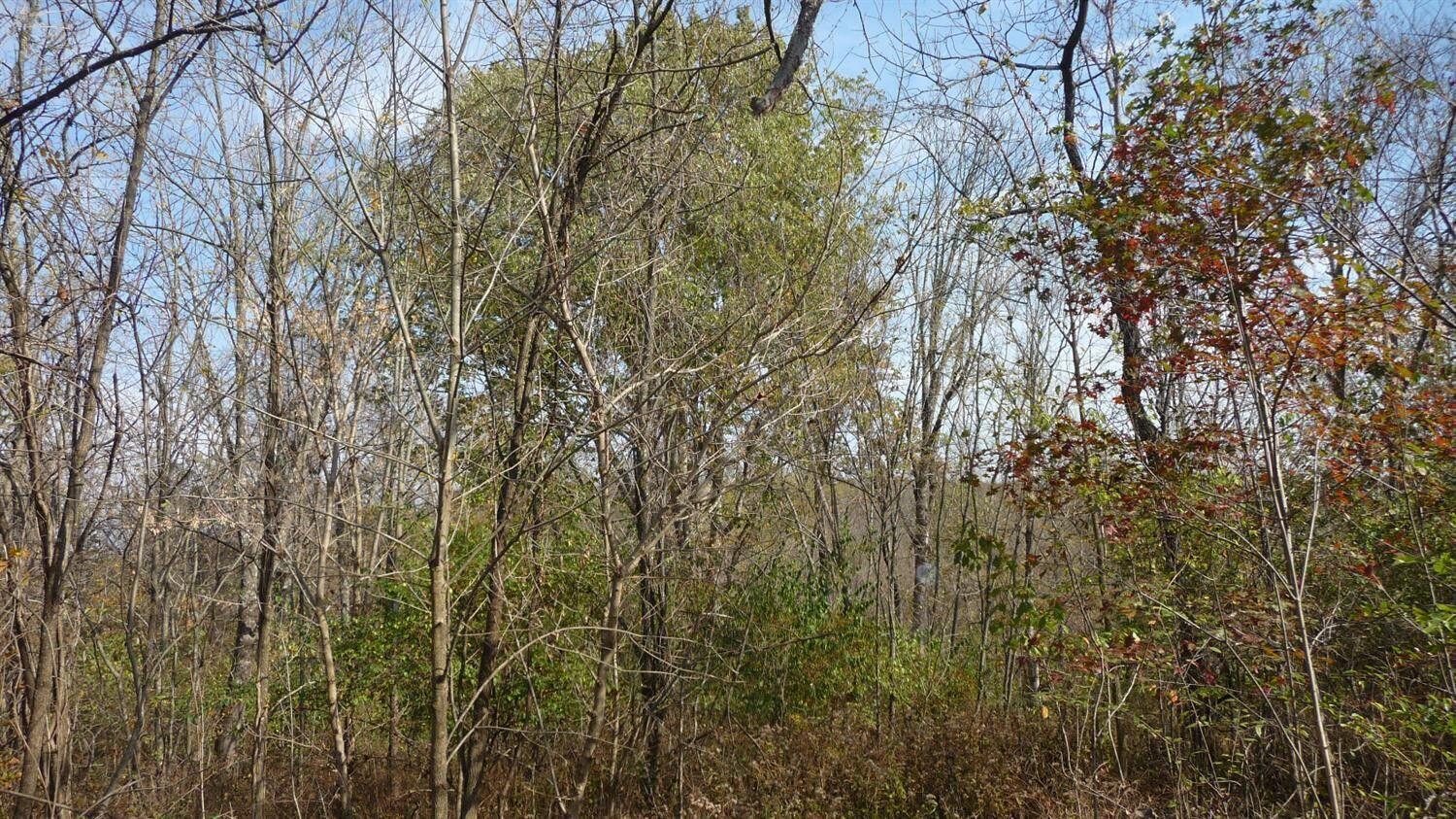 51-acres Agee Road Owenton, KY 40359 - Photo 4 of 7 Gallery Image 4