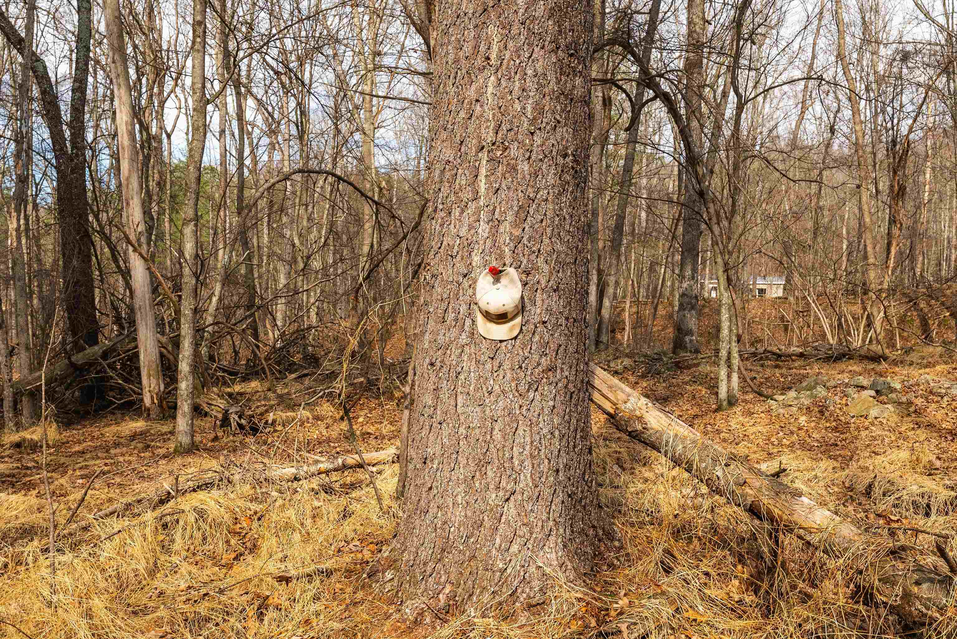 81.5-acres Hopkins Gap Road Fulks Run, VA 22830 - Photo 13 of 59