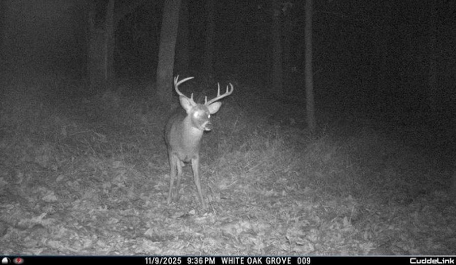81.5-acres Hopkins Gap Road Fulks Run, VA 22830 - Photo 17 of 59
