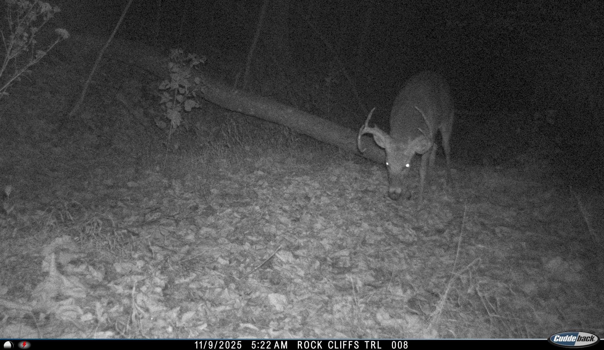 81.5-acres Hopkins Gap Road Fulks Run, VA 22830 - Photo 21 of 59