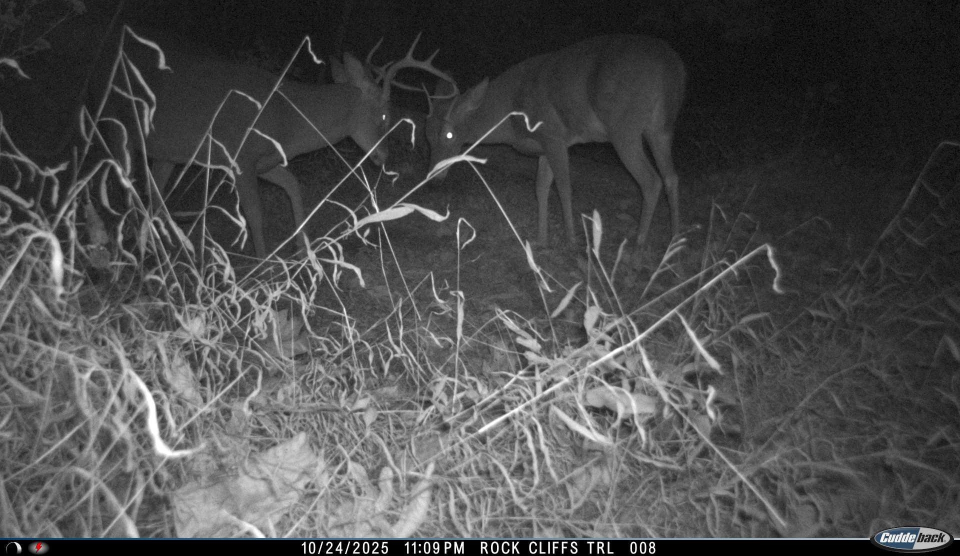 81.5-acres Hopkins Gap Road Fulks Run, VA 22830 - Photo 25 of 59
