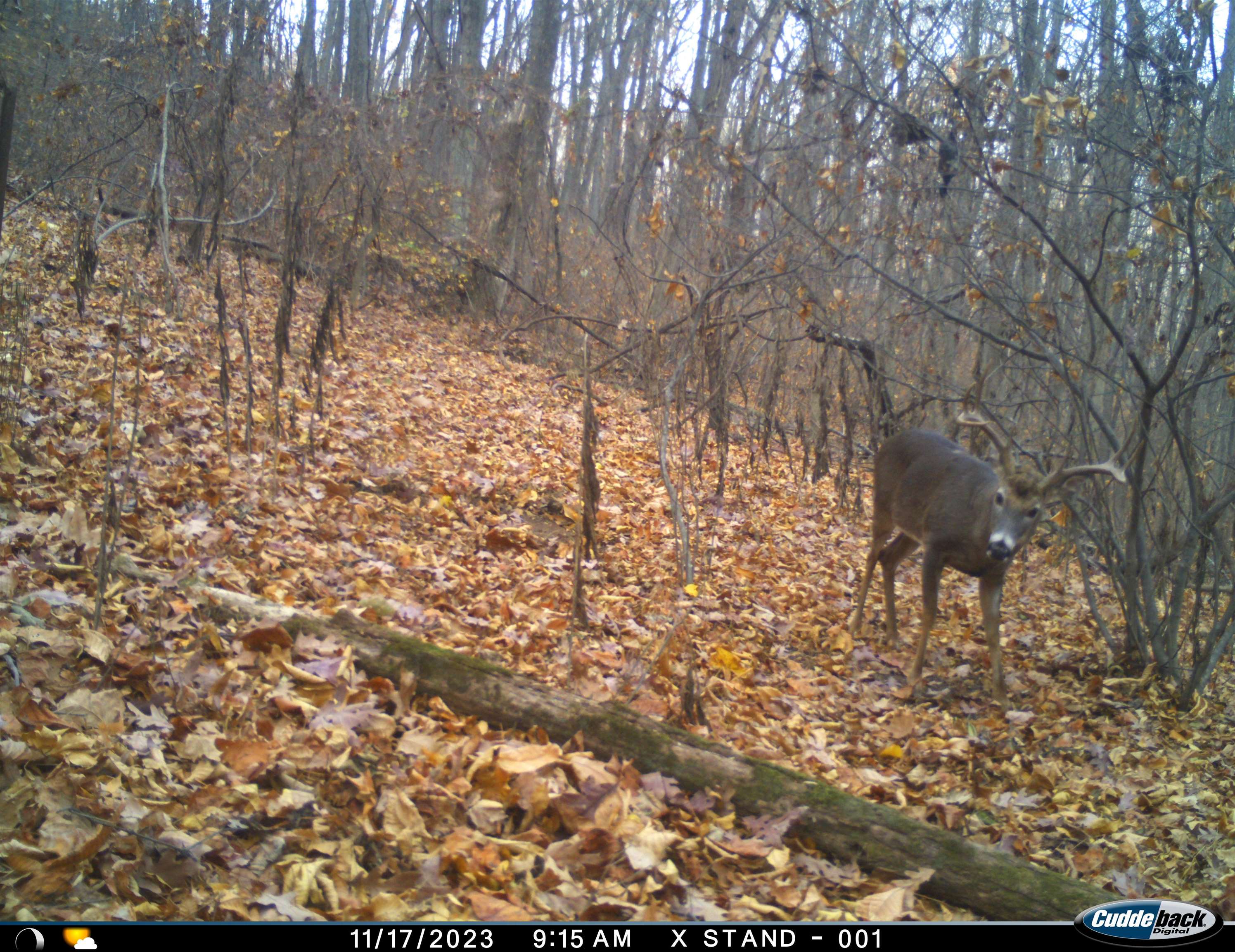 81.5-acres Hopkins Gap Road Fulks Run, VA 22830 - Photo 26 of 59
