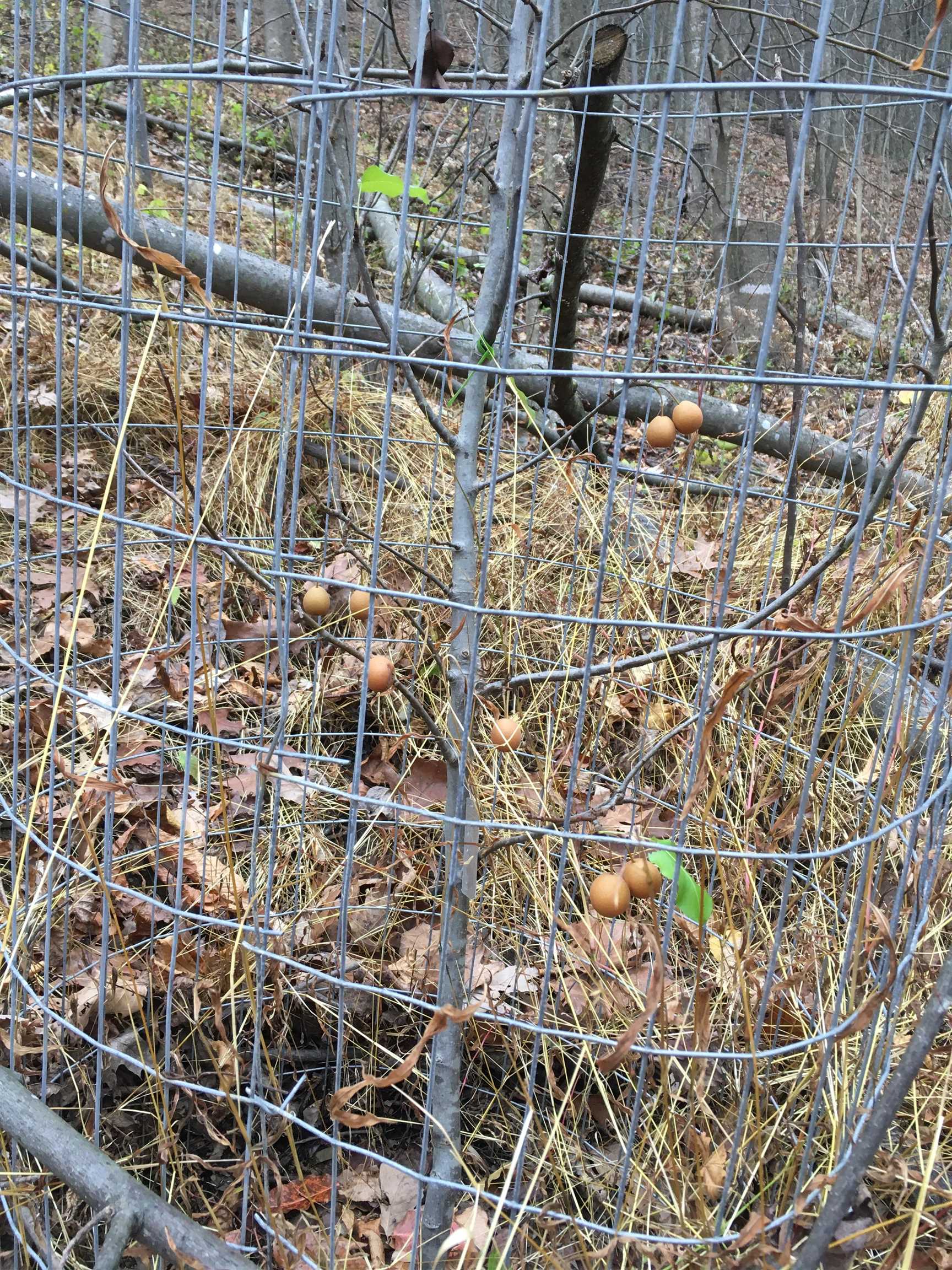81.5-acres Hopkins Gap Road Fulks Run, VA 22830 - Photo 33 of 59