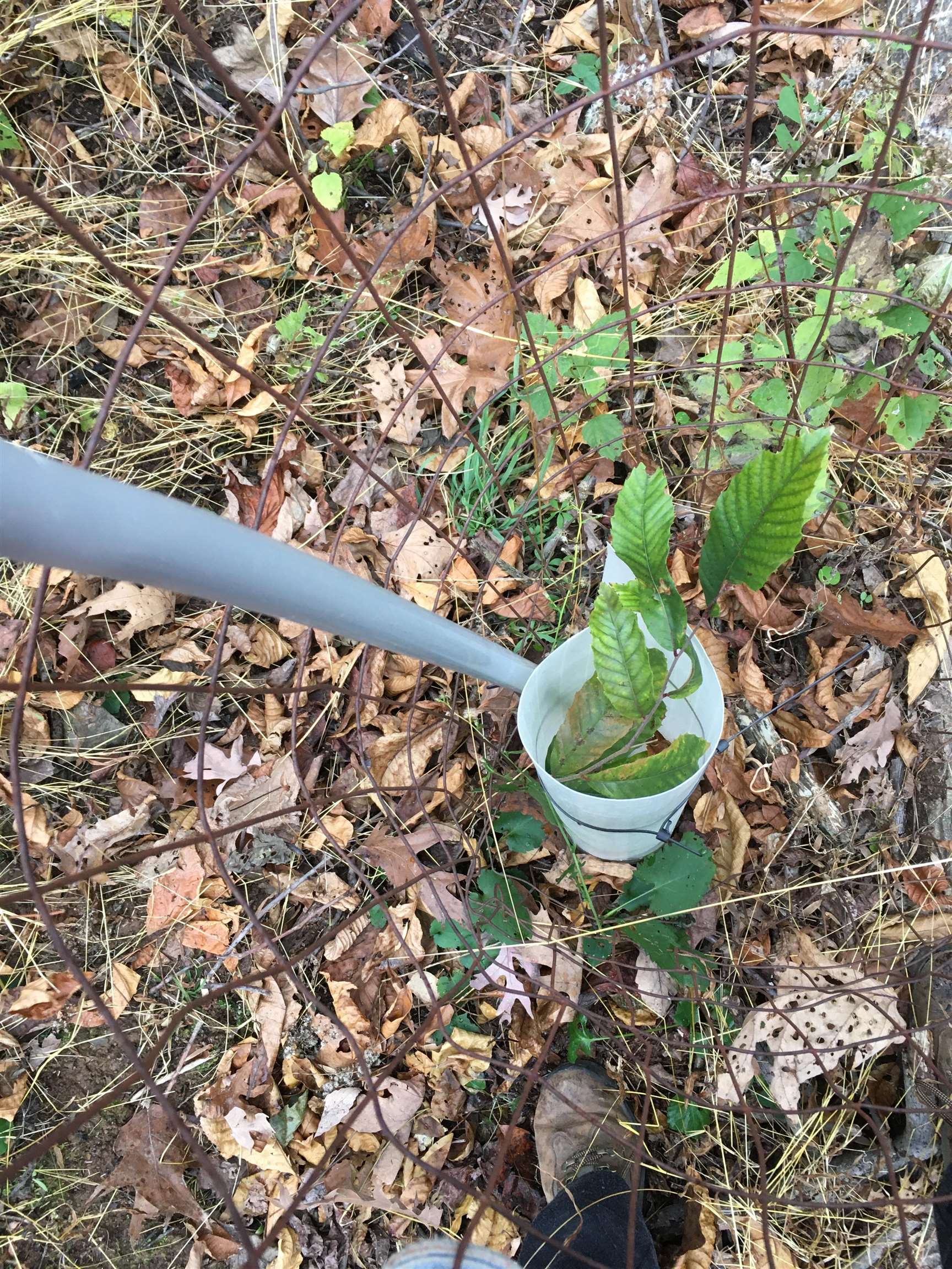 81.5-acres Hopkins Gap Road Fulks Run, VA 22830 - Photo 34 of 59