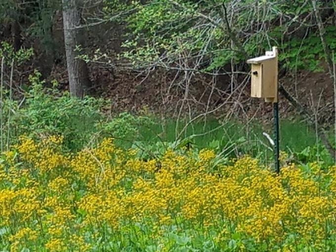 81.5-acres Hopkins Gap Road Fulks Run, VA 22830 - Photo 35 of 59