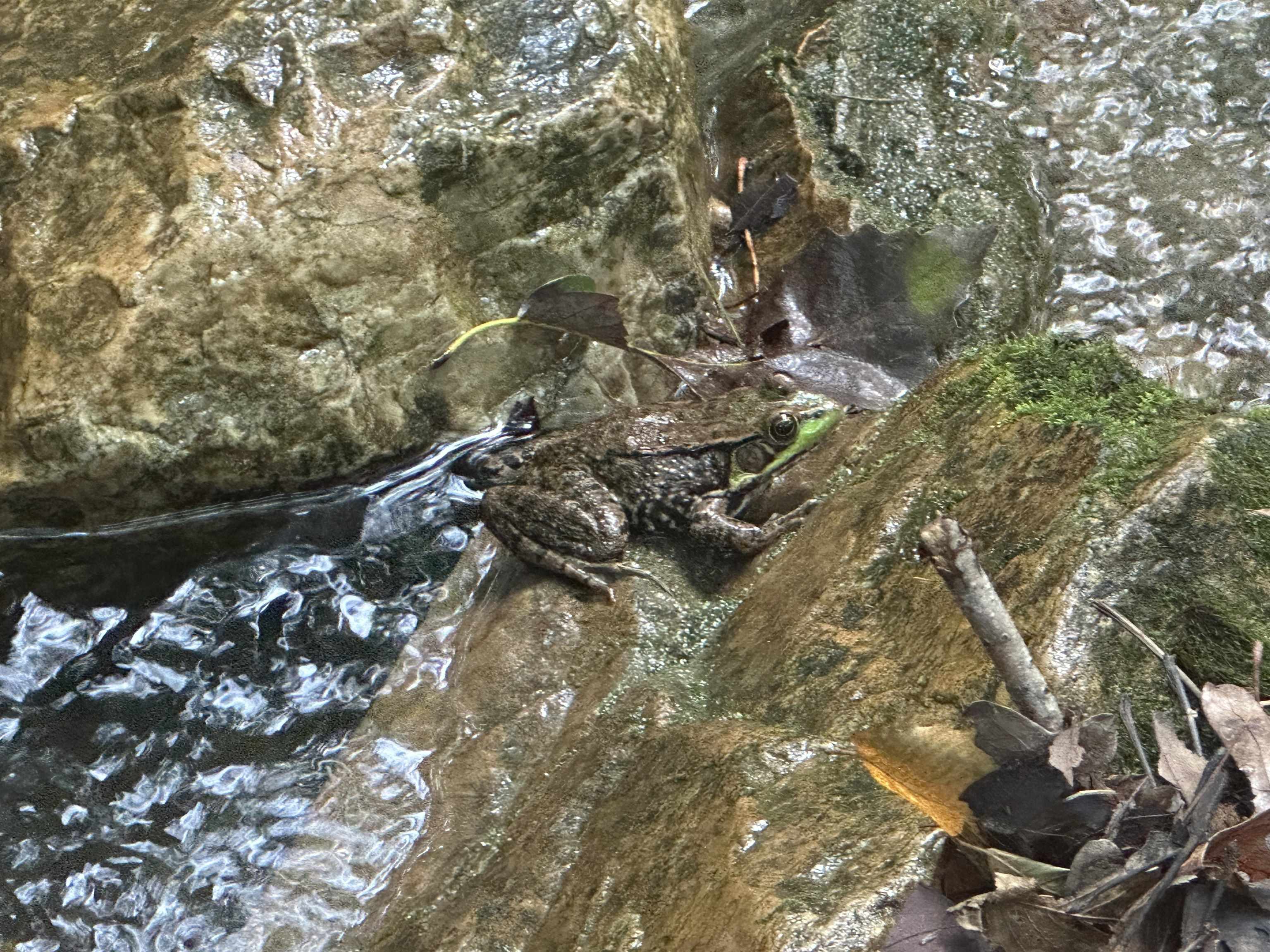 81.5-acres Hopkins Gap Road Fulks Run, VA 22830 - Photo 36 of 59