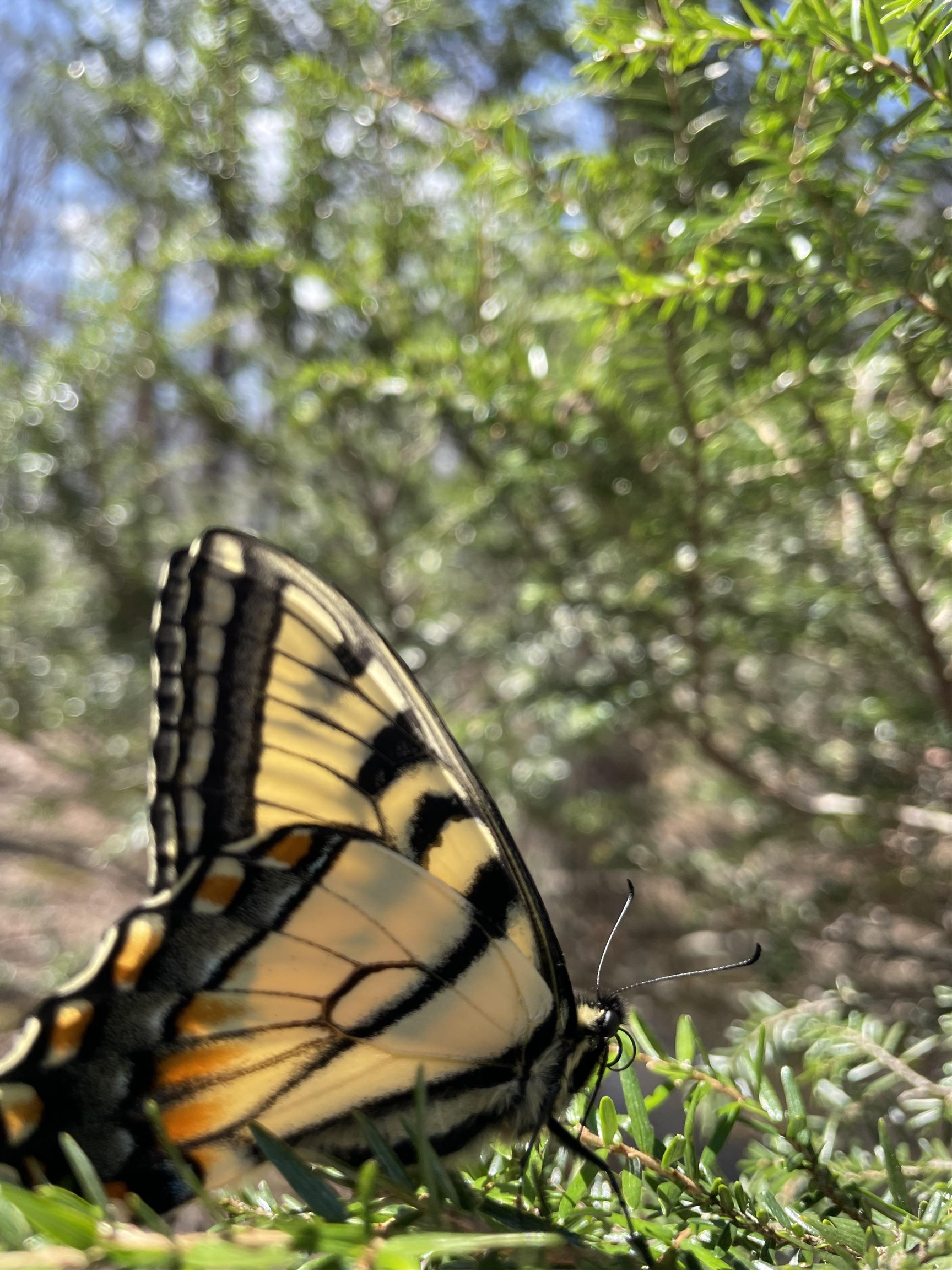 81.5-acres Hopkins Gap Road Fulks Run, VA 22830 - Photo 38 of 59