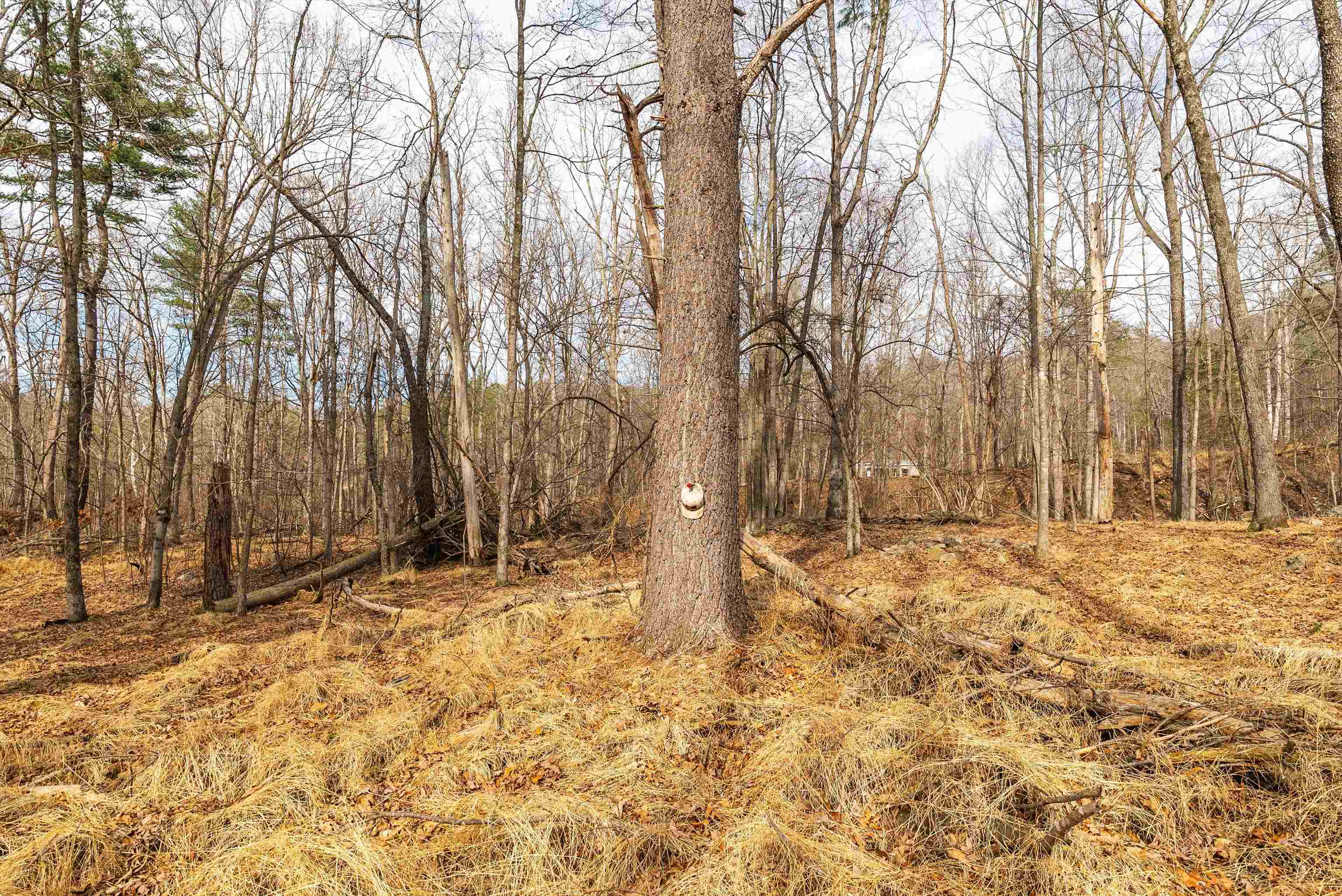 81.5-acres Hopkins Gap Road Fulks Run, VA 22830 - Photo 43 of 59