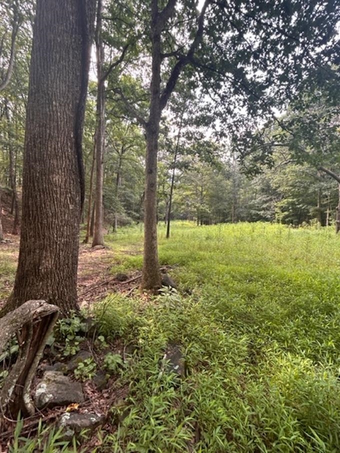 81.5-acres Hopkins Gap Road Fulks Run, VA 22830 - Photo 48 of 59