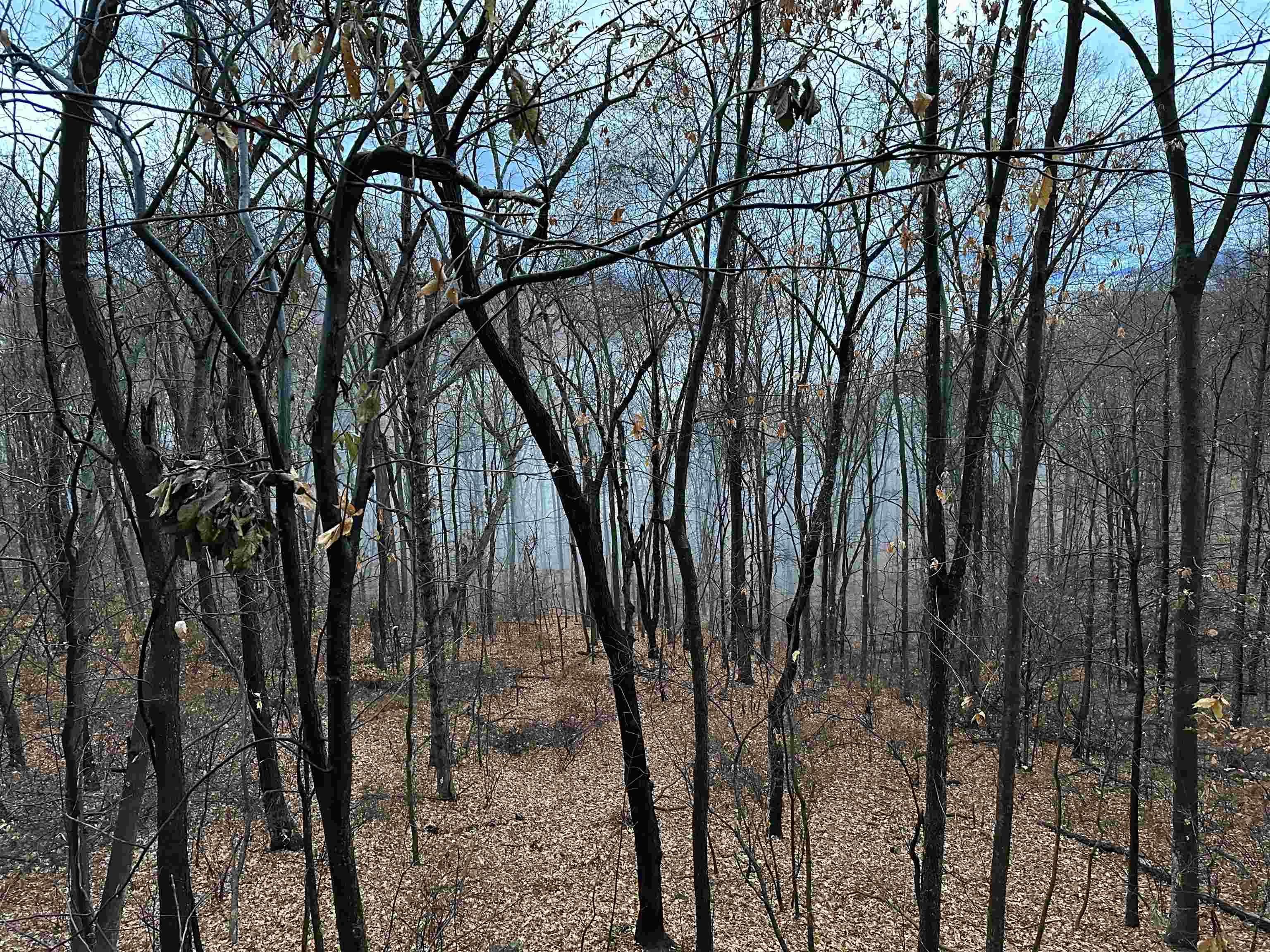 81.5-acres Hopkins Gap Road Fulks Run, VA 22830 - Photo 51 of 59