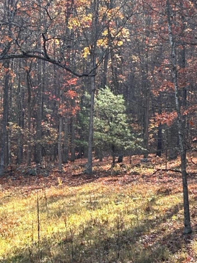81.5-acres Hopkins Gap Road Fulks Run, VA 22830 - Photo 55 of 59