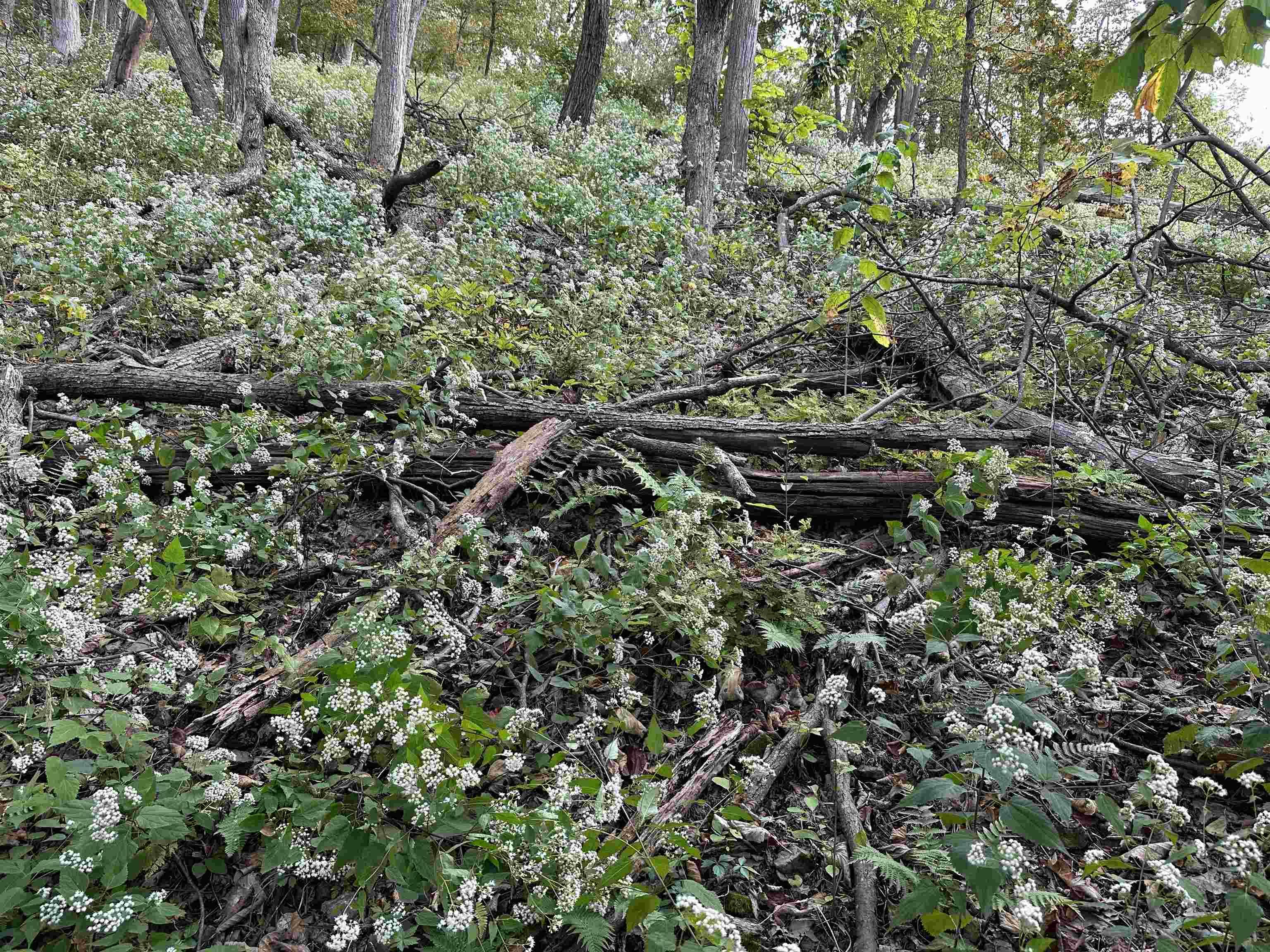 81.5-acres Hopkins Gap Road Fulks Run, VA 22830 - Photo 57 of 59